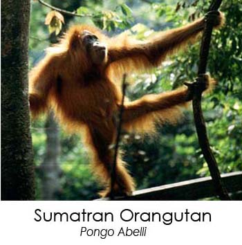 Selamatkan Orangutan yuk!  Konservasi yuk!